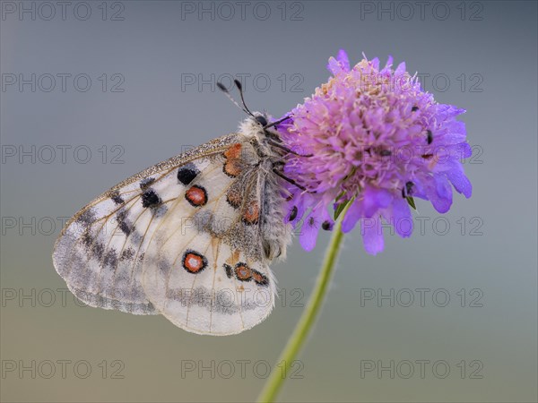 Apollo (Parnassius apollo)