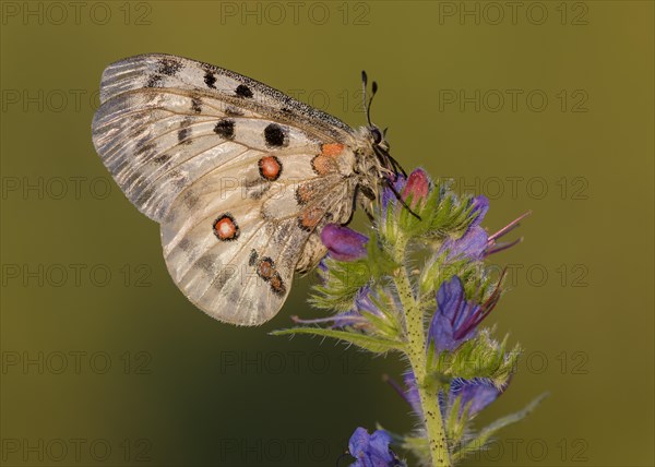 Apollo (Parnassius apollo)