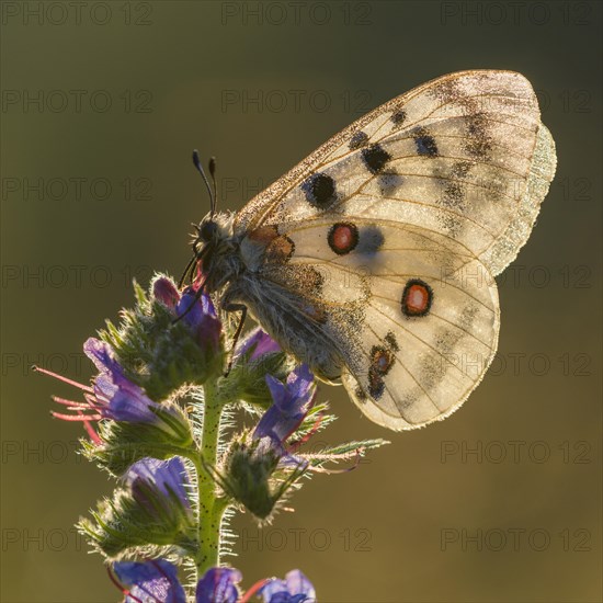 Apollo (Parnassius apollo)