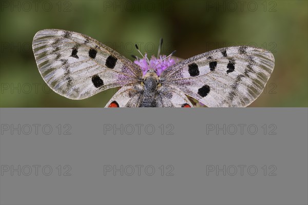 Apollo (Parnassius apollo)