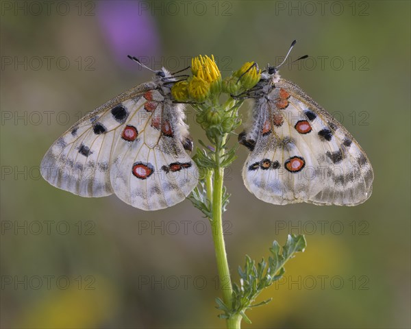 Two Apollo (Parnassius apollo)