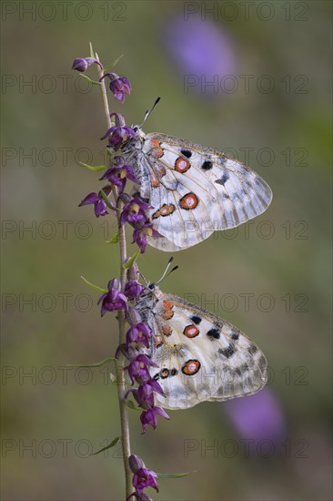 Two Apollo (Parnassius apollo)