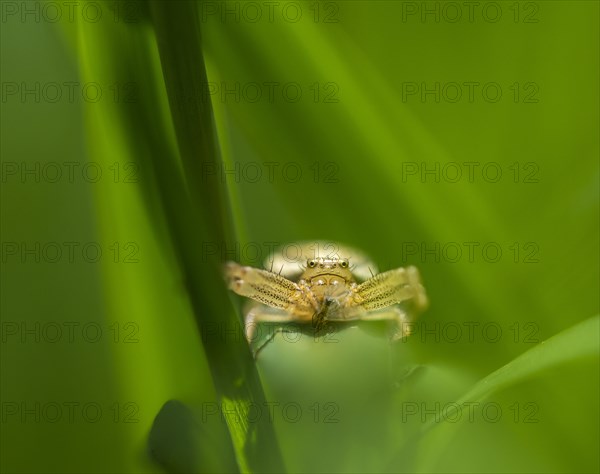 Brown crab spider (Xysticus cristatus) lurking