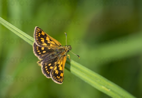 Checkered skipper (Carterocephalus palaemon) on blade of grass