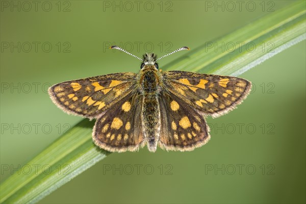 Checkered skipper (Carterocephalus palaemon) on blade of grass