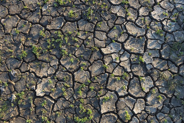 Dry cracks in the mud soil