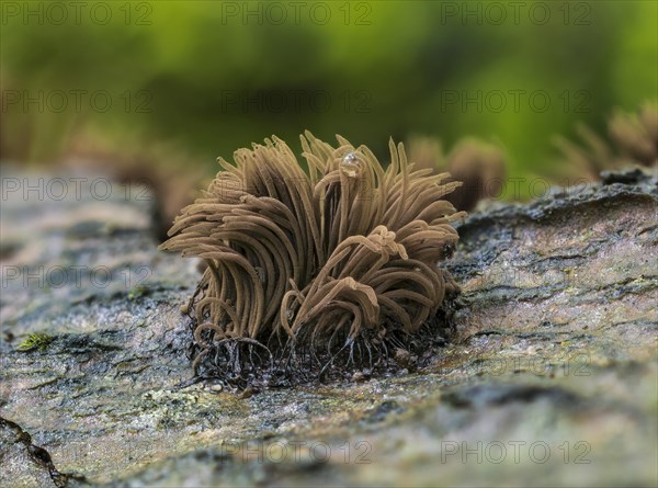 Stemonitis axifera (Stemonitis axifera)