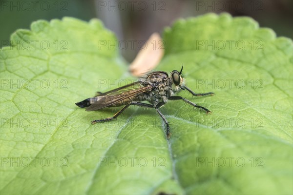 Eutolmus rufibarbis (Eutolmus rufibarbis)