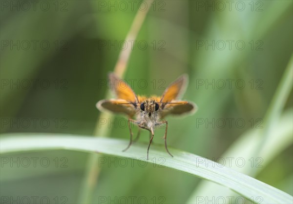 Small skipper (Thymelicus flavus)