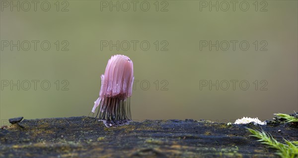 Slime mold (Stemonitis axifera)