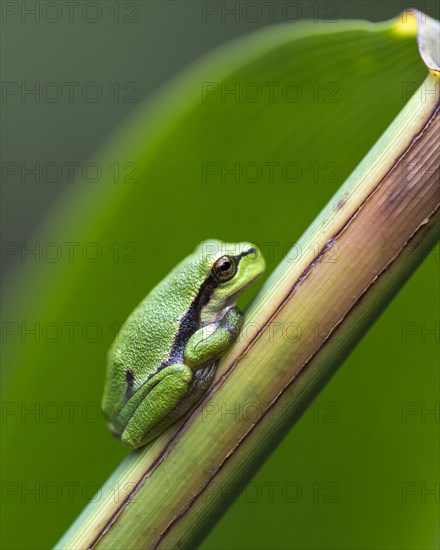 Young European tree frog (Hyla arborea) on a reed stalk