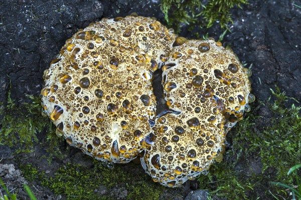 Oak bracket (Pseudoinonotus dryadeus)