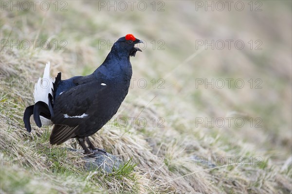 Black grouse (Lyrurus tetrix) courting cock crowing