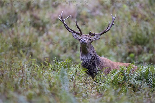 Red deer (Cervus elaphus) behind ferns