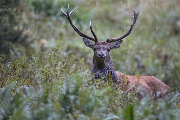 Red deer (Cervus elaphus) behind ferns