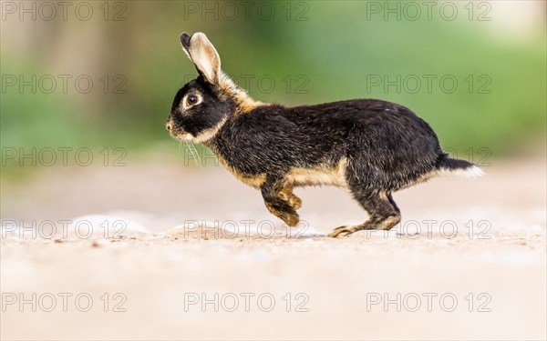 European rabbit (Oryctolagus cuniculus)