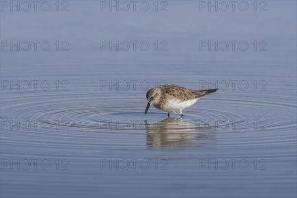 Baird's sandpiper (Calidris Bairdii) standing in shallow water