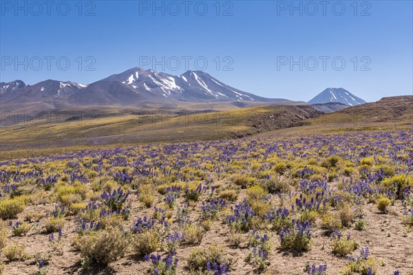 Purple blooming plateau