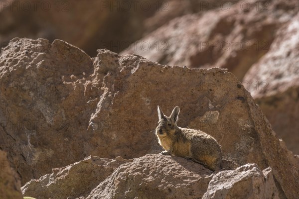 Southern Viscacha (Lagidium viscacia) sits attentively on rocks