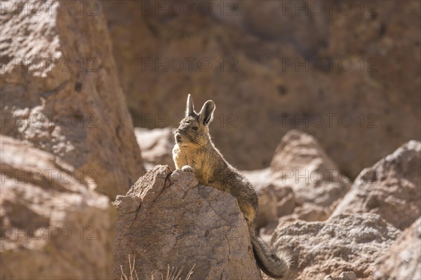 Southern Viscacha (Lagidium viscacia) looks attentively between rocks