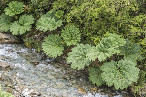 Pangue (Gunnera manicata) at the stream