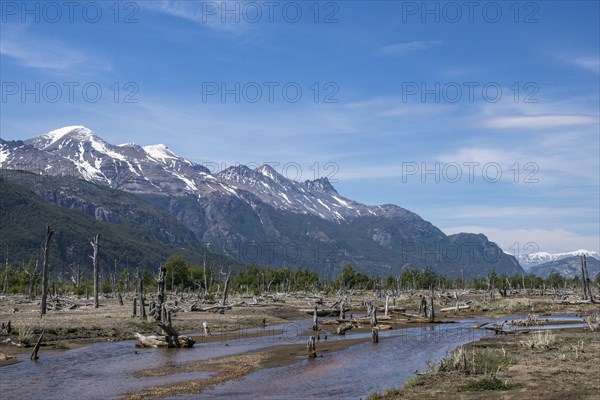 Dead trees in Rio Ibanez valley