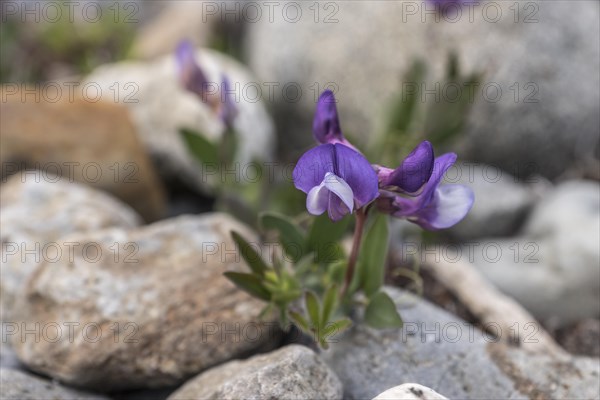 Cape Horn pea (Lathyrus magellanicus)