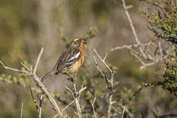 Rufous-tailed Plantcutter (Phytotoma rara)