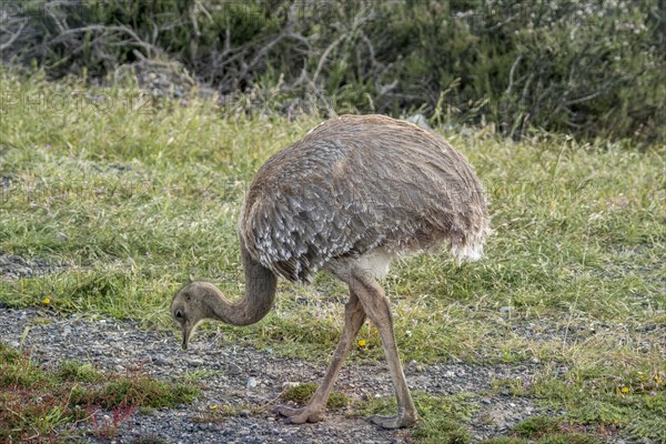 Darwin's rhea (Rhea pennata)