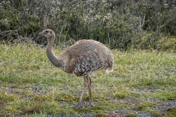 Darwin's rhea (Rhea pennata)