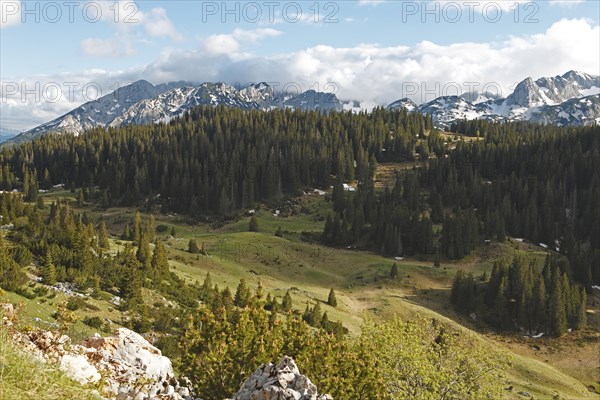 Mountain forest in Durmitor Mountains