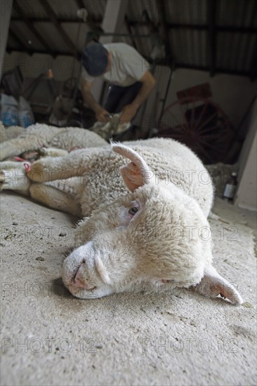 Domestic sheep (Ovis gmelini aries)