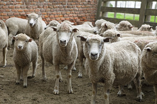 Domestic sheep (Ovis gmelini aries) waiting in the gate to shear