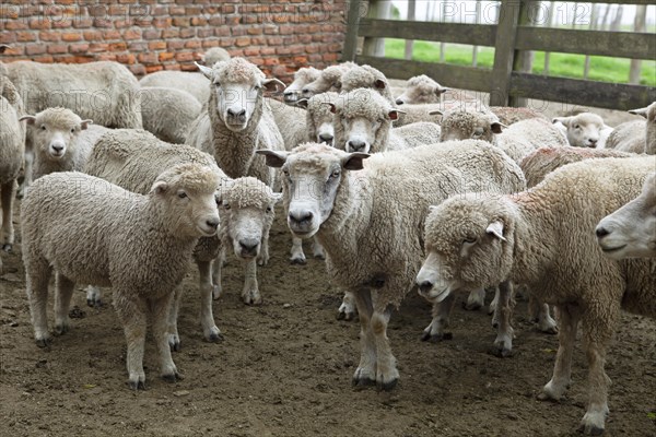 Domestic sheep (Ovis gmelini aries) waiting in the gate to shear