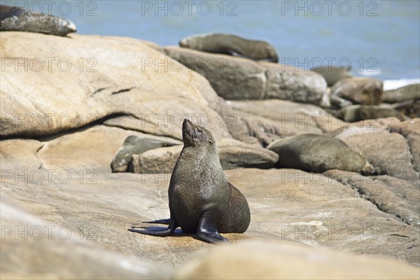 South American sea lion (Otaria flavescens) on rocks