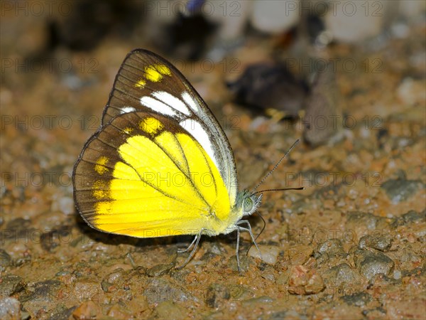 Tropical Orange gull (Cepora judith)