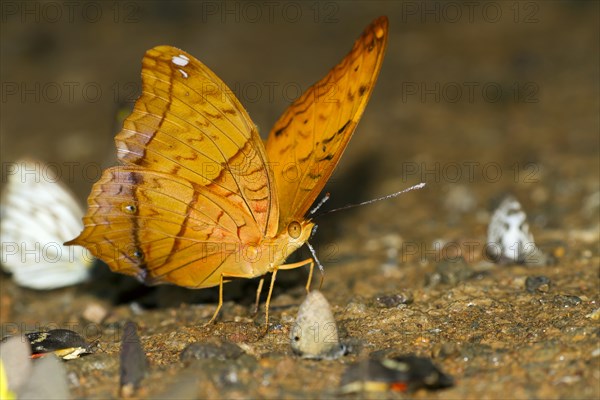 Yellow rajah (Charaxes marmax)