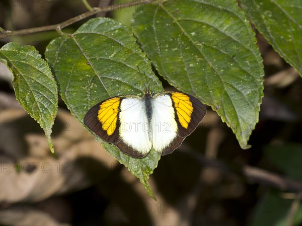 Orange yellow tip (Ixia pyrene)