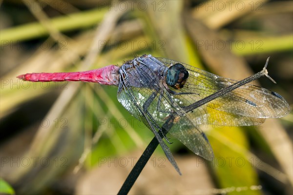 Crimson-tailed Marsh Hawk (Orthetrum pruinosum neglectum)