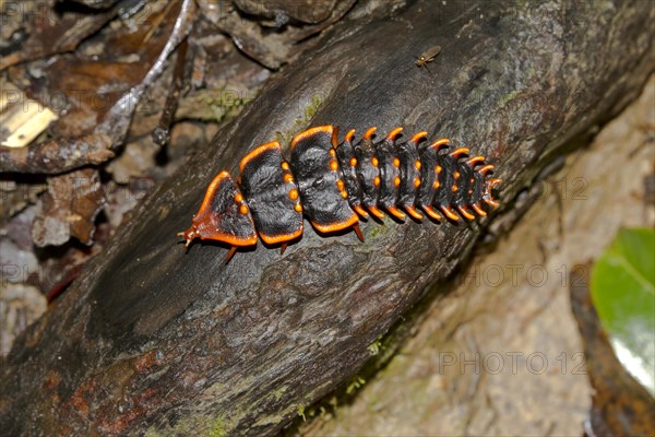 Trilobite beetle (Platerodrilus ruficollis)