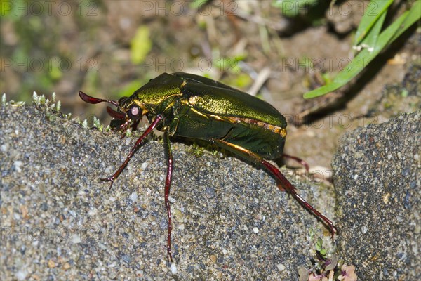 Rose chafer (Cetonia aurata)