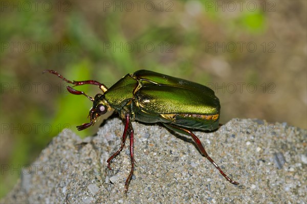 Rose chafer (Cetonia aurata)