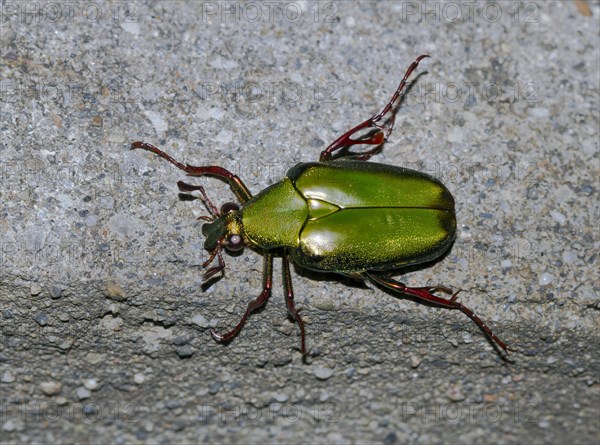 Rose chafer (Cetonia aurata)