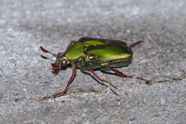 Rose chafer (Cetonia aurata)