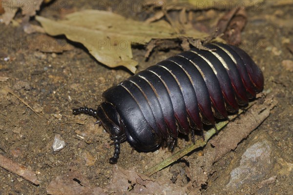 Giant pill millipede (Sphaerotheriida) on the ground