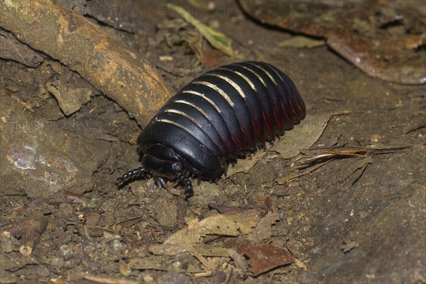 Giant pill millipede (Sphaerotheriida) on the ground