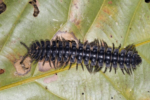 Tractor millipede (Barydesmus sp.) on sheet