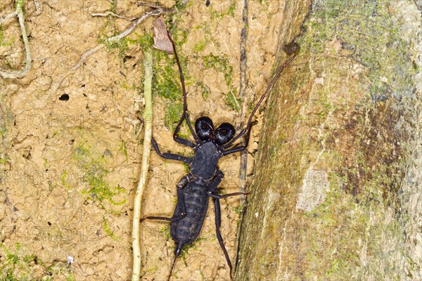 Whip scorpion (Uropygi)