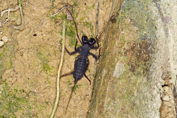 Whip scorpion (Uropygi)