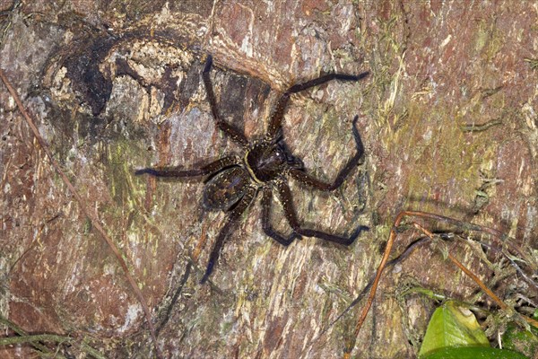 Huntsman spider (Sparassidae sp.)